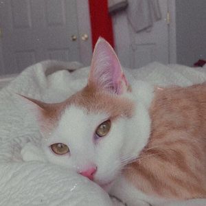 Meet your Posher, Paige